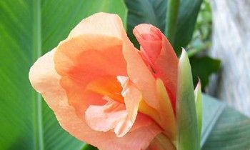 属虎女生发胖的原因