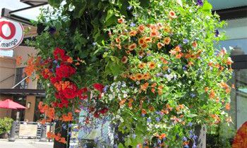 属虎爱情里的雷区是什么