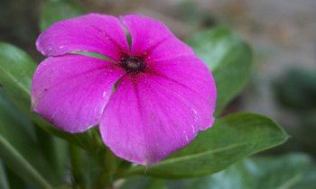 属虎人买房的风水秘诀是什么