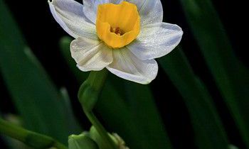 属虎人是如何度过光棍节的