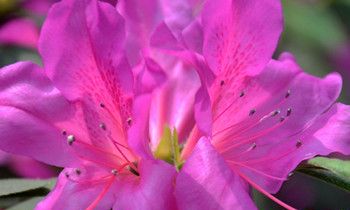 属虎的美容养生疗法是怎样的