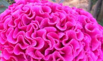 属虎人最有福气的时间段有哪些