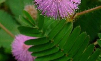 属虎人对于双手抱肩这个动作什么时候会做出来