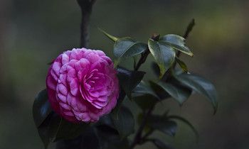 属虎女生的恋爱特点是什么