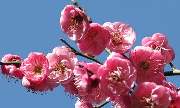 属虎人约会时应避免的错误是什么