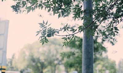 2019年生肖属虎的运势好不好？