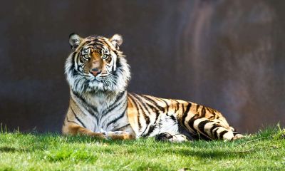 1950年属虎的人2020年运势及运程大全解析