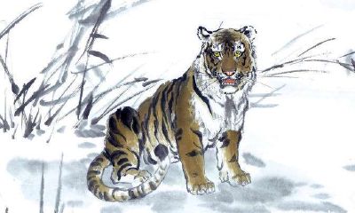 属虎卯时出生命运好不好？