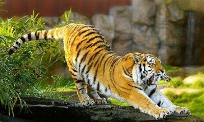 生肖虎寅时出生的命运解析大全