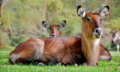 2021辛丑牛年农历八月二十日是不是签约好日子？