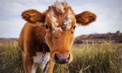 2021辛丑牛年农历八月十五日中秋节出生的星座是什么？