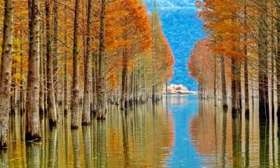 2020年立秋前一天是搬家入宅吉日吗？搬家第一件进门的东西？