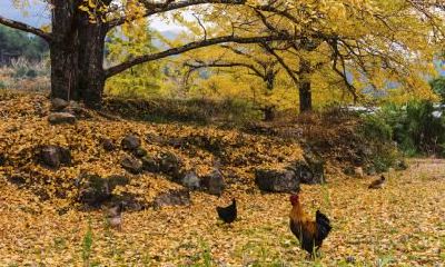 出生在秋天的宝宝五行取名,秋天出生宝宝五行？