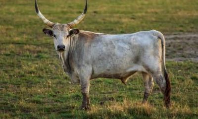 2021辛丑牛年农历八月初六日出生属于处女座吗？