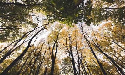 2019年农历一月正月初十的五行属什么？