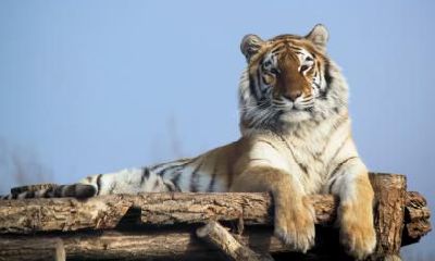 2020年秋老虎从什么时候开始？立秋秋老虎是什么意思？