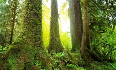 2018年张姓宝宝五行缺金起名,张姓的名人都有哪些？