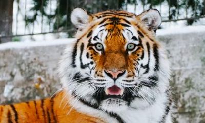 2020年立秋进入秋老虎了吗？2020年秋老虎有多少天？