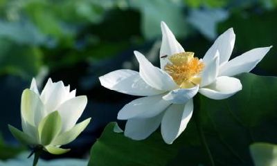 2021年大暑时节搬家好不好,大暑节气如何养生?