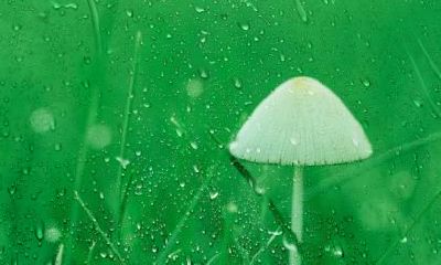 处暑会下雨会打雷吗？处暑天气很干燥吗？