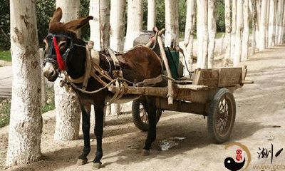 梦到坐毛驴车