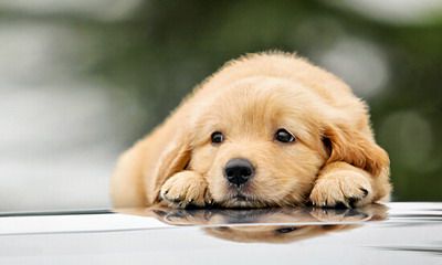 属狗的人2022年适合戴什么？属狗人一生的吉祥物