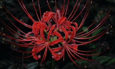 2022年秋季的农历出殡吉日，适合出殡的黄道吉日查询