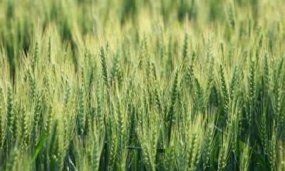 2021年芒种可以订婚吗？有关芒种的民间谚语