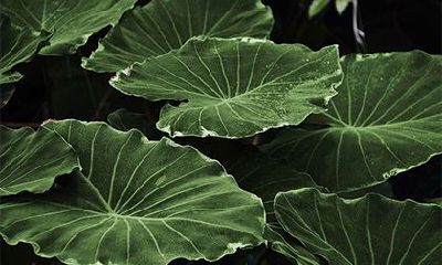 2022年年底的阳历理发吉日有多少天？是哪天？