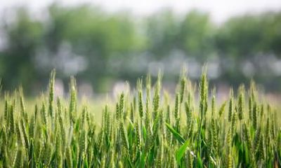 今年小满是521？适合结婚吗？