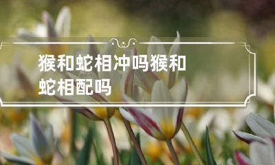 猴和蛇相冲吗 猴和蛇相配吗?