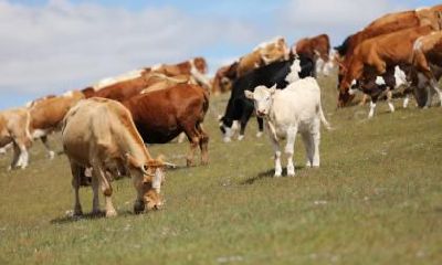 2021辛丑牛年农历四月二十三日出生的男孩命好吗？