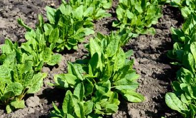 处暑不能吃什么？处暑饮食注意事项