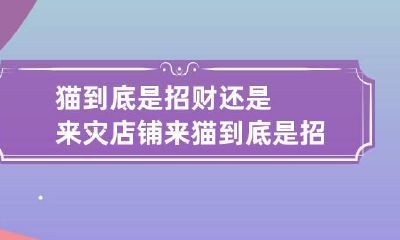 猫到底是招财还是来灾 店铺来猫到底是招财还是来灾