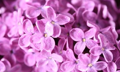 家中这些植物不可乱种