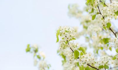 24节气小暑可以理发吗,小暑节气的物候特征