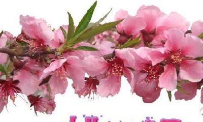 如何利用风水旺桃花，招姻缘