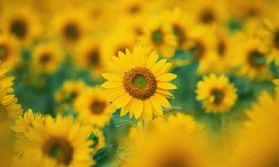 2022年下半年出殡有几天农历黄道吉日？