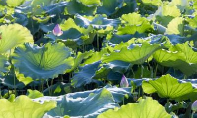 雨水节气有什么风俗活动？雨水是哪个季节的节气？