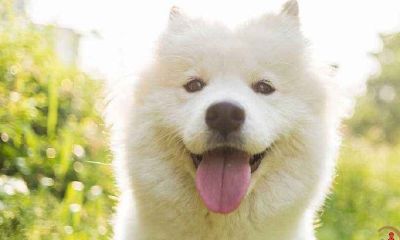 梦见狗做我的新娘