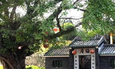 宅前种树好吗？