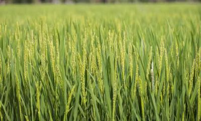 小满动三车是什么意思？“三车”指的是什么？