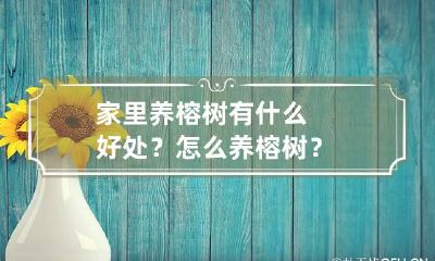 家里养榕树有什么好处？怎么养榕树？