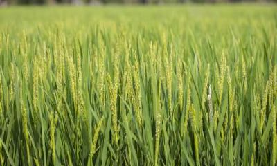 小满下雨好还是不下雨好？小满下雨意味着什么？