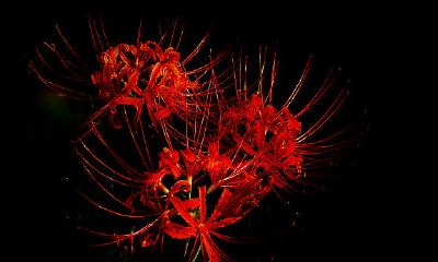 2022年夏季农历有几天出殡吉日？怎么选择出殡的日子？