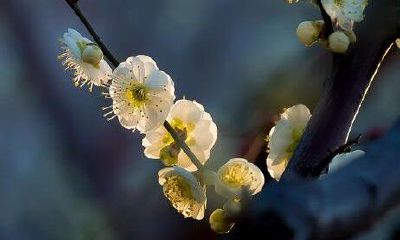 2022年春季阳历有几天出殡的吉日？下葬择日有什么条件？