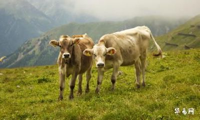 1985年出生的属牛人何时走大运？2023流年运势分析