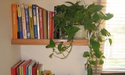 绿萝的风水知识