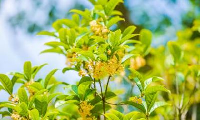 2020年十一月二十二小寒节气是几九？小寒气温几度？