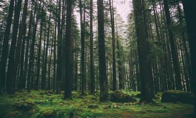 2018年圣诞节（12月25日）出生的五行缺水名字汇总